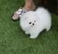 Amazon encantador pomerania cachorros