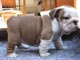 Atop quality english bulldog puppies