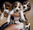 Beagle cachorros listo