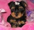 Beautiful Yorkie Pups - Foto 1