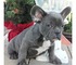 Bulldog Francés cachorros disponibles para su adopción - Foto 1