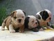 Bulldog inglés cachorros disponibles