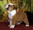 Bulldog inglés cachorros para la adopción - Foto 1