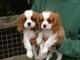 Caballero sano cavalier king charles cachorros para la venta