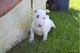 Cachorros bull terrier para el nuevo hogar