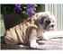 Cachorros bulldog ingleses hermosos listo - Foto 1