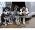 Cachorros cariñosos de husky para la venta