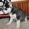 Cachorros de Husky Siberiano llenos de sangre para la venta! - Foto 1