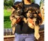Cachorros de pastor alemán perfecto para la adopción
