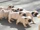 Cachorros de pug de primera calidad