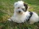 Cachorros de pura raza Havanese disponibles para la venta - Foto 1