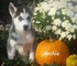 Cachorros de Siberian Husky de los ojos azules para la venta - Foto 1