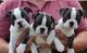 Cachorros disponibles de boston terrier