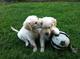 Cachorros Golden Retriever excepcionalmente sanos para la venta - Foto 1