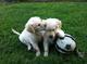 Cachorros golden retriever excepcionalmente sanos para la venta