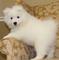 Cachorros hermosos del samoyedo para la venta