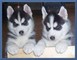 Cachorros husky siberiano disponibles