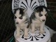 Cachorros husky siberiano para la adopción