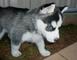 Cachorros husky siberianos caseros entrenados disponibles