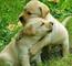 Cachorros Labrador para adopción - Foto 1