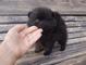 Cachorros lindos de Pomerania del té para la adopción - Foto 1