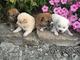 Cachorros magníficos de Shiba Inu que buscan sus pieles nunca l - Foto 1
