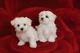 Cachorros malteses hermosos del hogar-pan para la venta