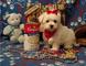 Cachorros maltesos de la navidad asombrosos disponibles