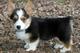 Cachorros pembroke welsh corgi