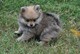 Cachorros Pomeranian a precios asequibles - Foto 1