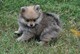 Cachorros pomeranian a precios asequibles