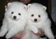 Cachorros Pomeranian para los hogares buenos - Foto 1