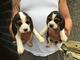 Cachorros preciosos del beagle del tri pronto ahora para la venta