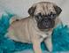 Cachorros pug de fawn disponibles