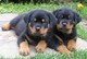 Cachorros Rottweiler encantadores para la adopción - Foto 1