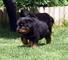 Cachorros Rottweiler listo para la adopción - Foto 1