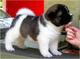 Cachorros saludables akita inu para adopción