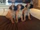 Cachorros saludables Bullmastiff de Navidad disponibles - Foto 1
