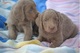 Cachorros tranquilos y leales de weimaraner para la adopción