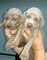 Cachorros weimaraner macho y hembra