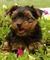 Cachorros yorkie llamada o texto (724)473-5911