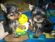 Cachorros Yorkshire Terrier - Foto 1