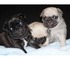 Calidad pug cachorros macho y hembra disponible