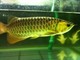 Calidad y saludable un grado Arowana Fish ForSale - Foto 1