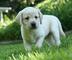 Calma y perros perfectos de Labrador listos - Foto 1