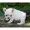 Cariñoso bulldog francés cachorros - Foto 1