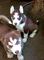 Casa roto Macho y hembra cachorros Husky para la venta - Foto 1