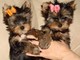 Charming AKC T-Cup Yorkie puppies - Foto 1