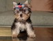 Chicas encantadoras de navidad y cachorros yorkie para sus hijos