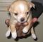 Chihuahua cachorros - Foto 1
